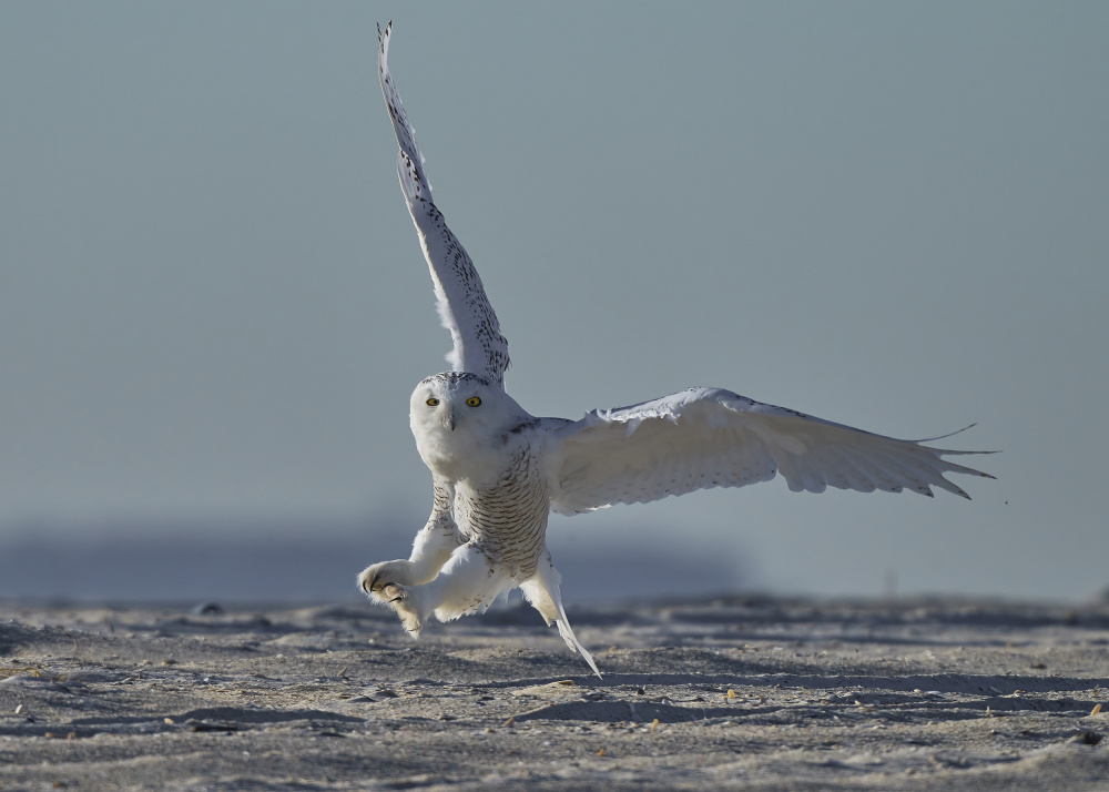 Snowy owl landing von Johnny Chen