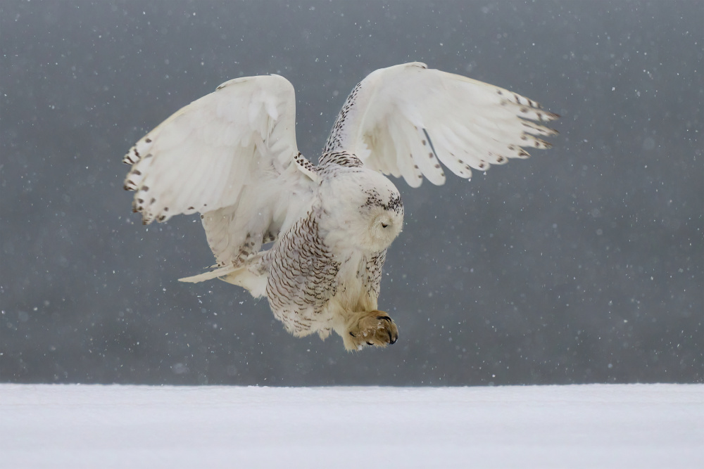 Snowy owl landing von Johnny Chen