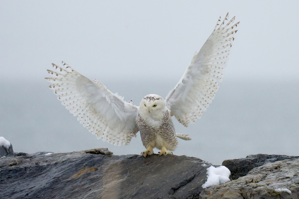 Snowy owl landing von Johnny Chen