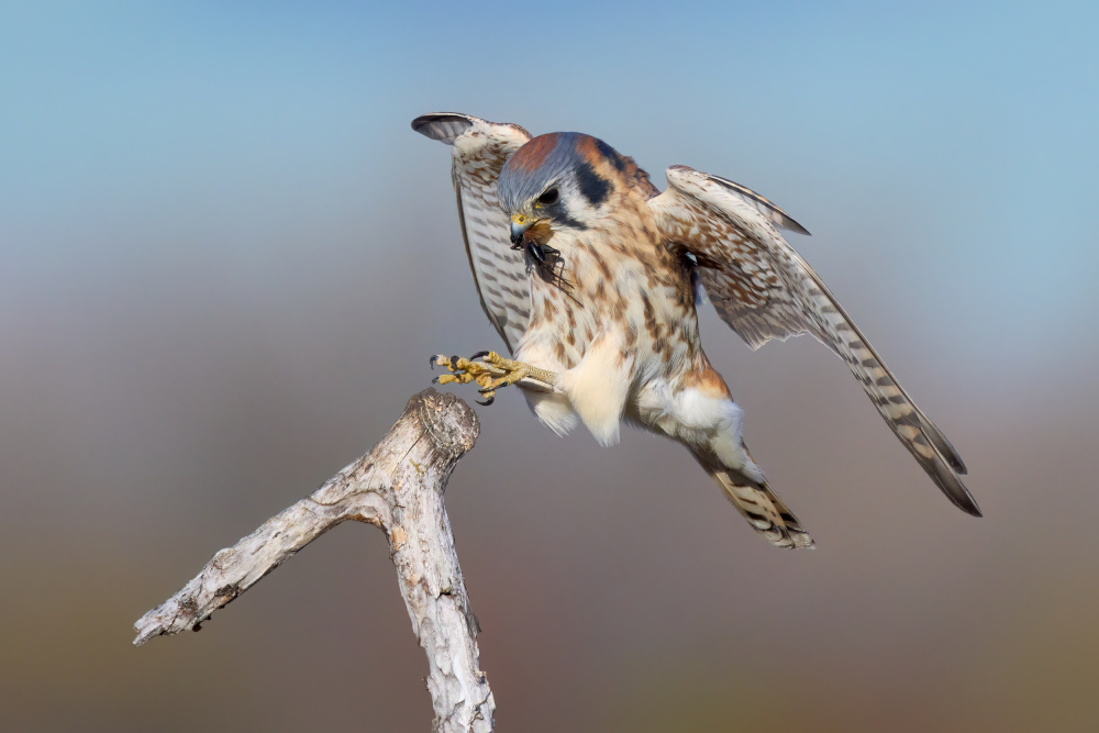 Landing with the loot von Johnny Chen