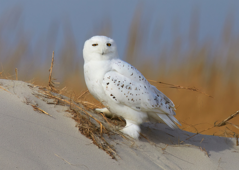 Male snowy owl von Johnny Chen