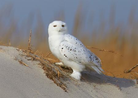 Male snowy owl