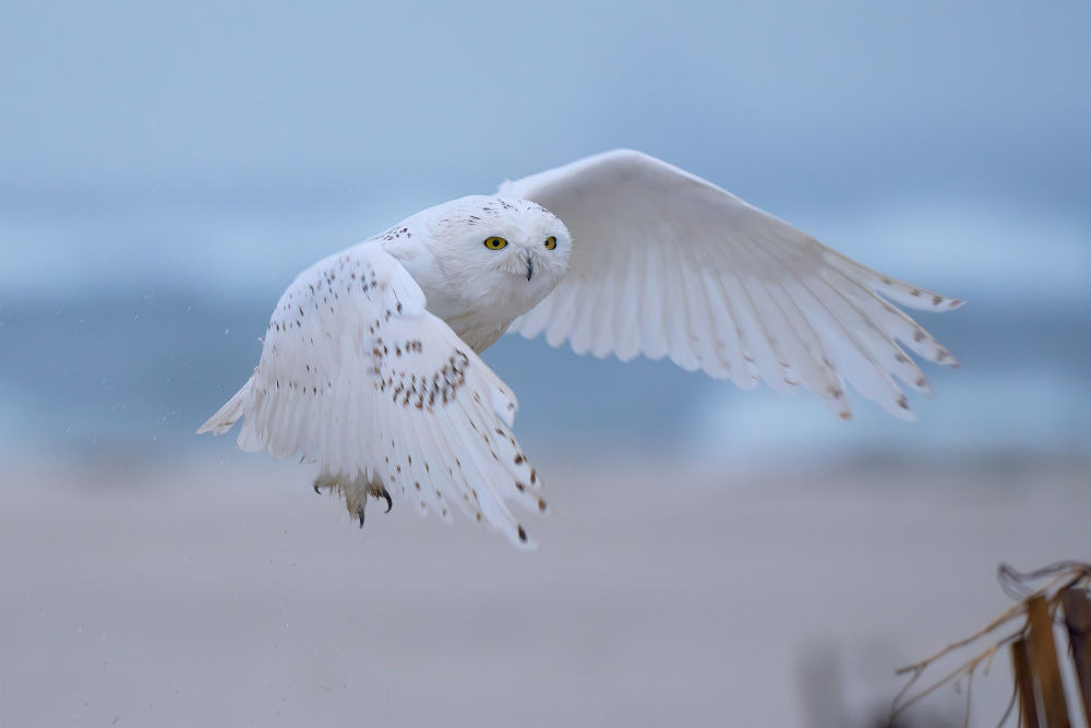 Male Snowy Owls in flight von Johnny Chen