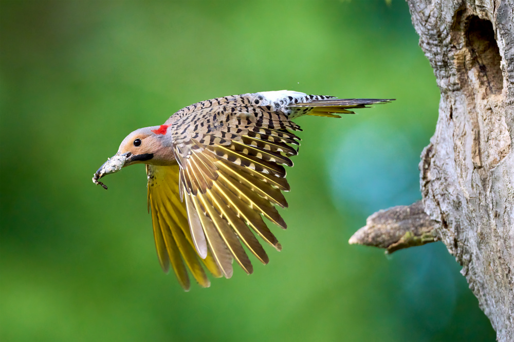 Northern Flicker in Flight von Johnny Chen