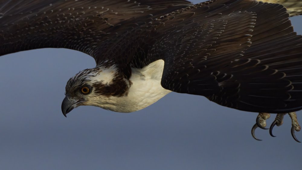 Osprey Down von Johnny Chen