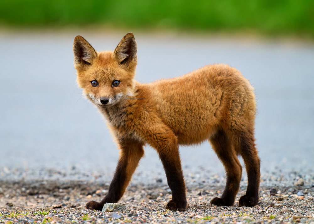 Red Fox von Johnny Chen