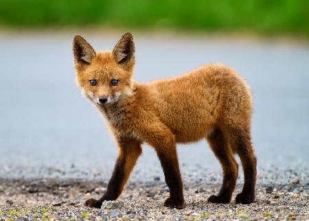 Red Fox