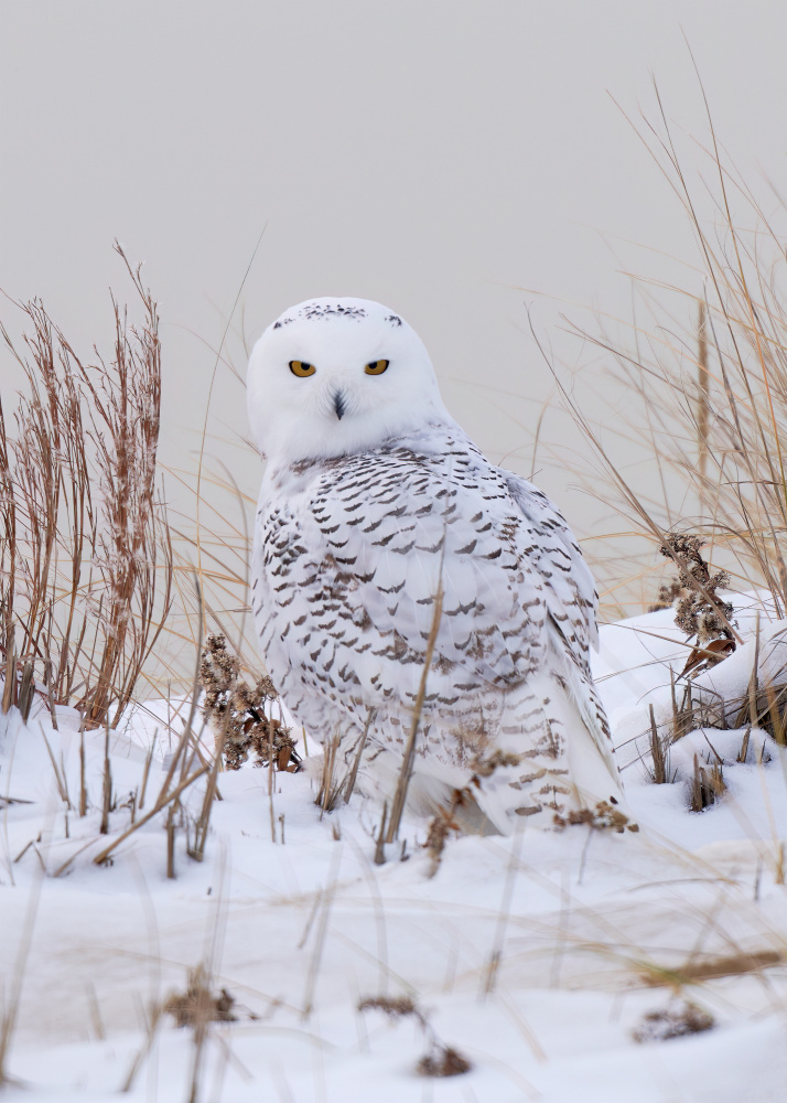 Snowy owl von Johnny Chen