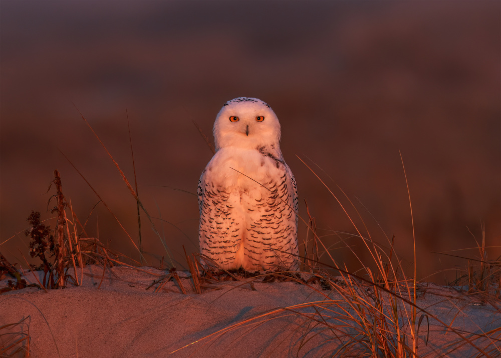 Snowy owl at sunset von Johnny Chen