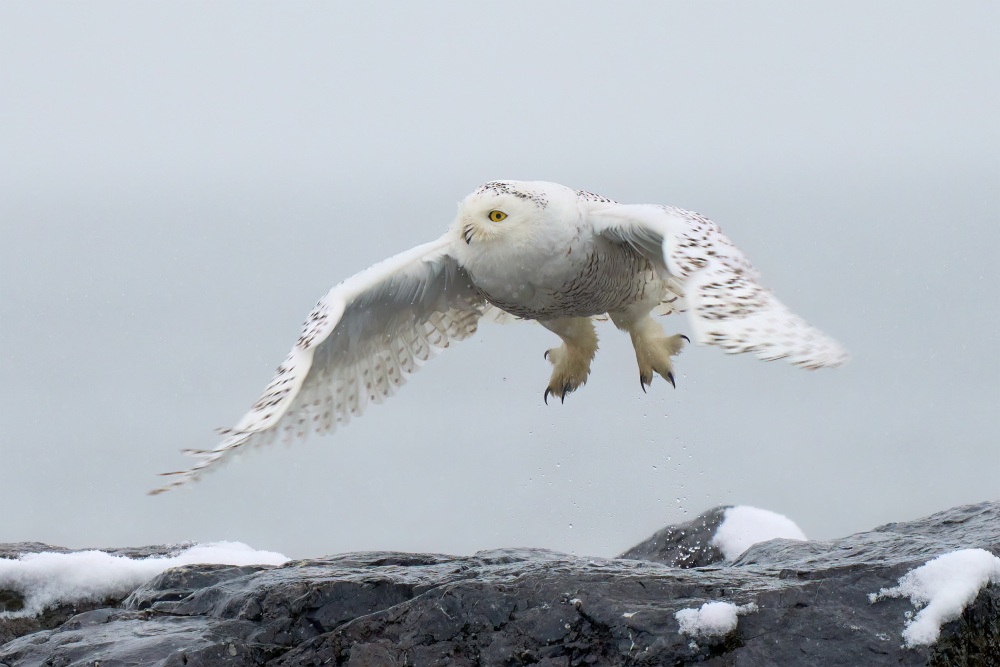 Snowy owl in flight von Johnny Chen