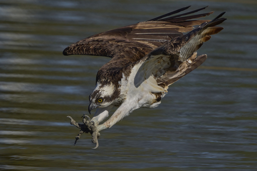 Diving von Johnny Chen