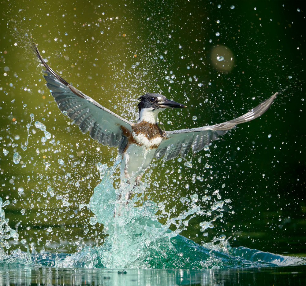 Water Ballet von Johnny Chen