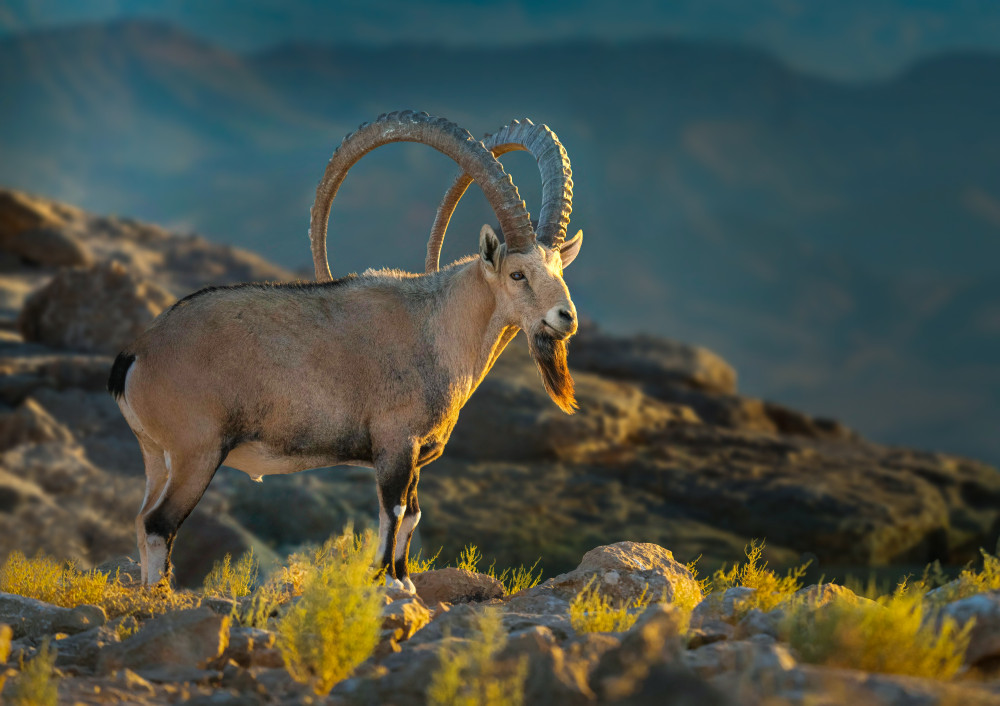 Nubian ibex - on the cliffs of Ramon Crater. von Johnny Stern