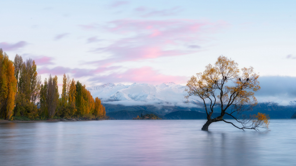 The Tree House von Johnny Zhang