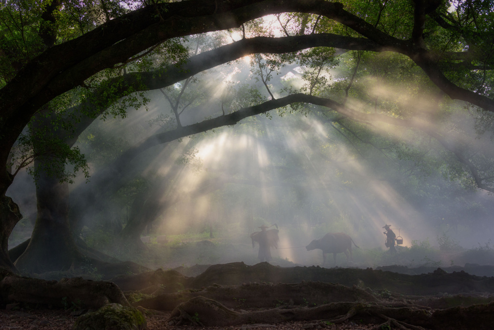 A foggy morning von Johnny Zhang