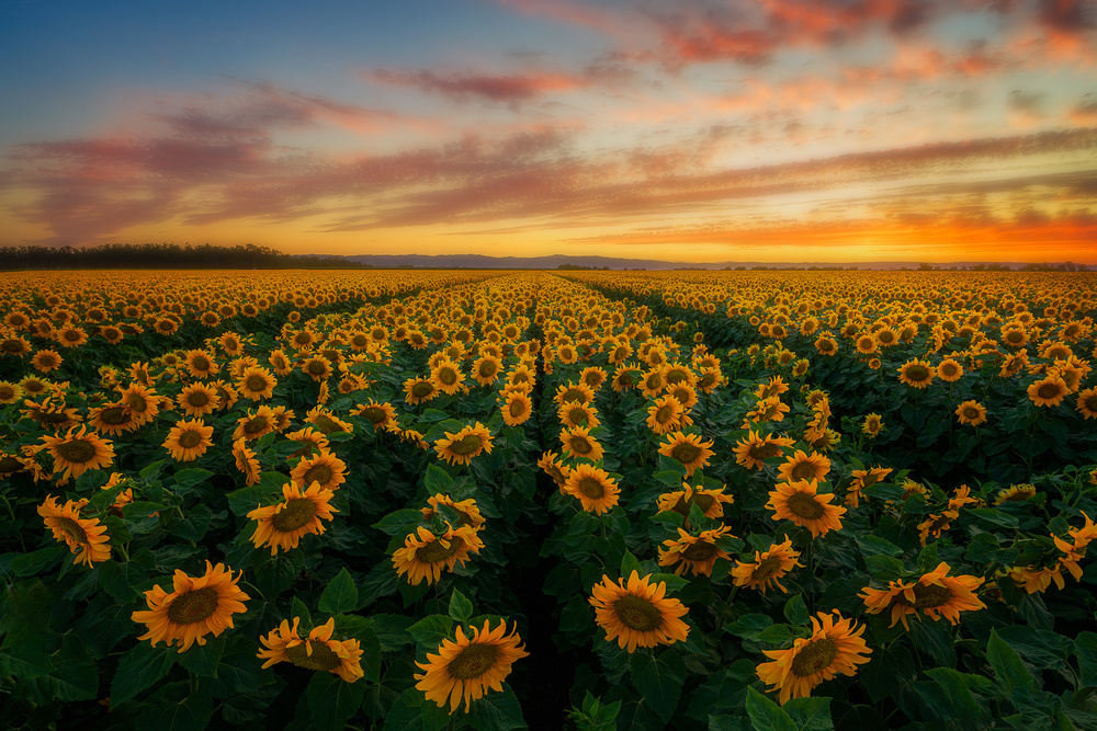 Happy as a lark von Johnny Zhang