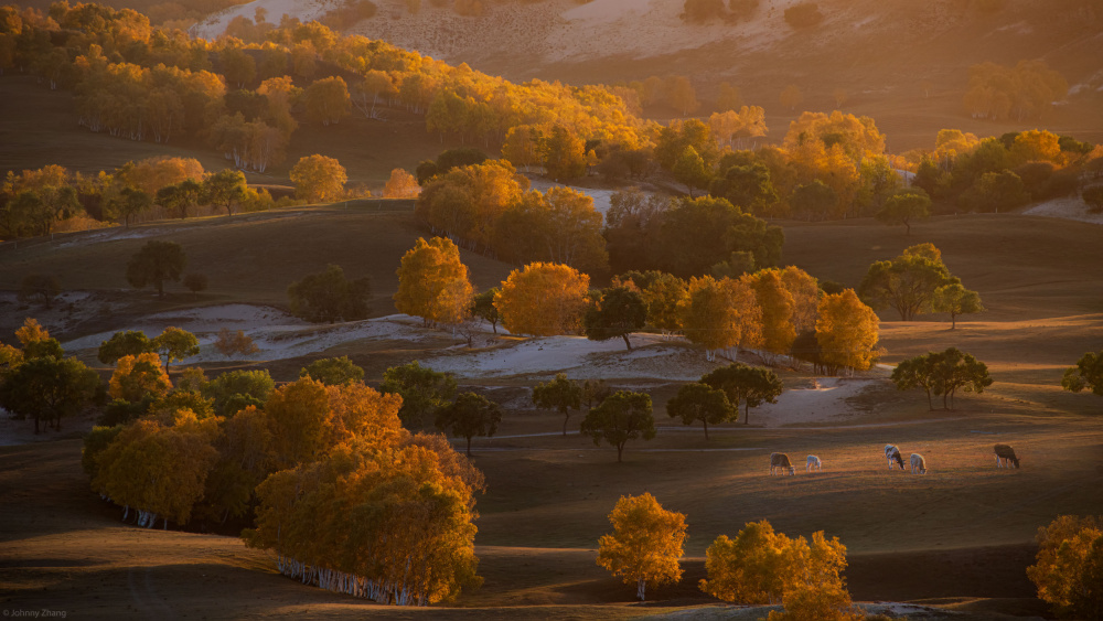 Happy Cows von Johnny Zhang