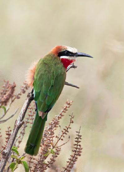 White fronted bee eater