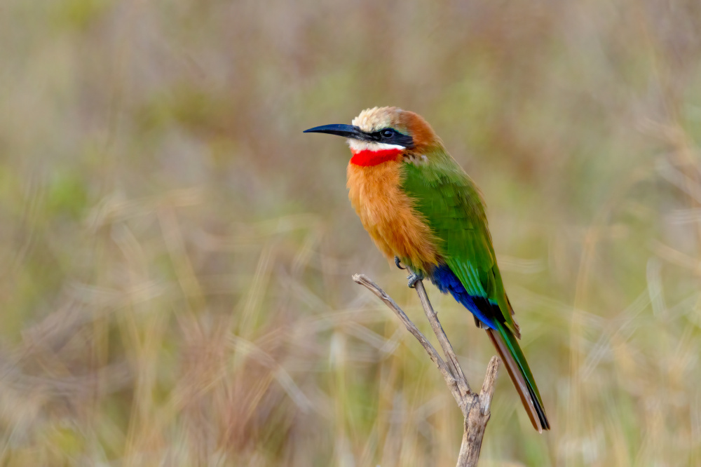 White fronted bee eater von Johnson Huang