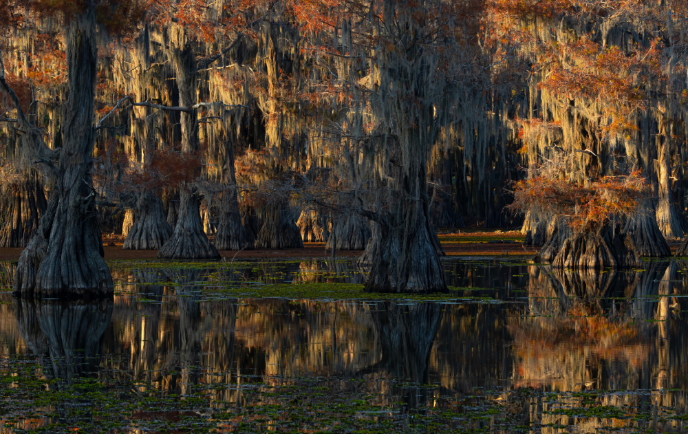 caddo lake von Johnson Huang