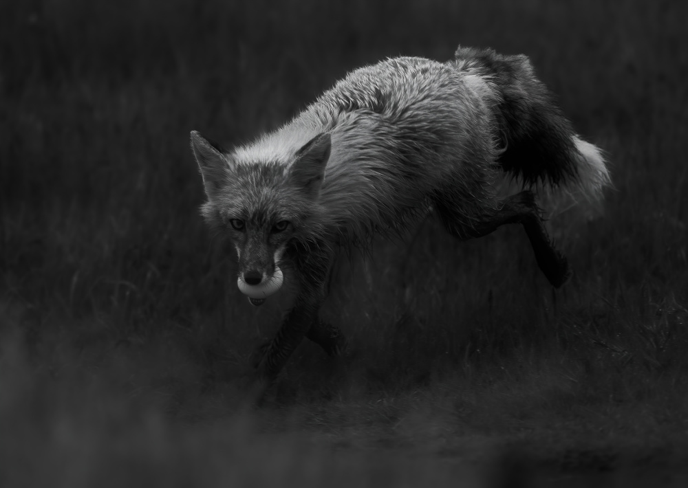 fox with an egg von Johnson Huang