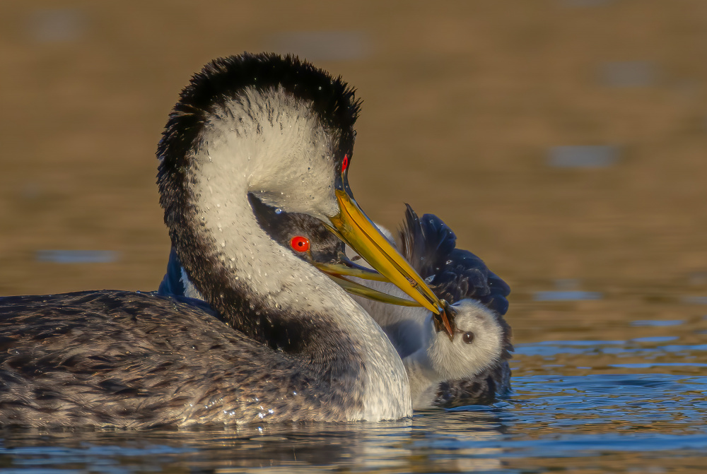 Feeding von Johnson Huang