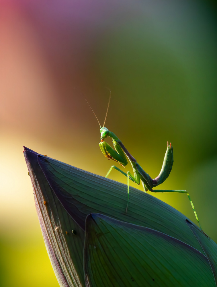 Mantis von Johnson Huang