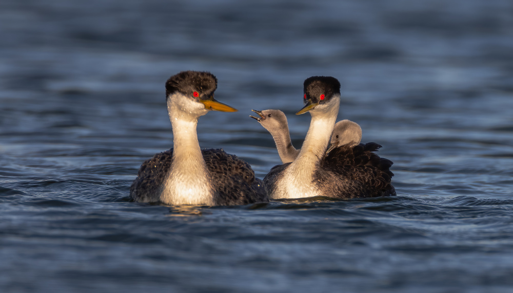 Grebe von Johnson Huang