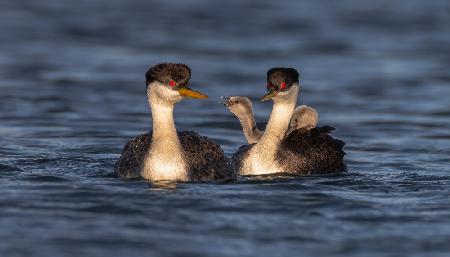 Grebe