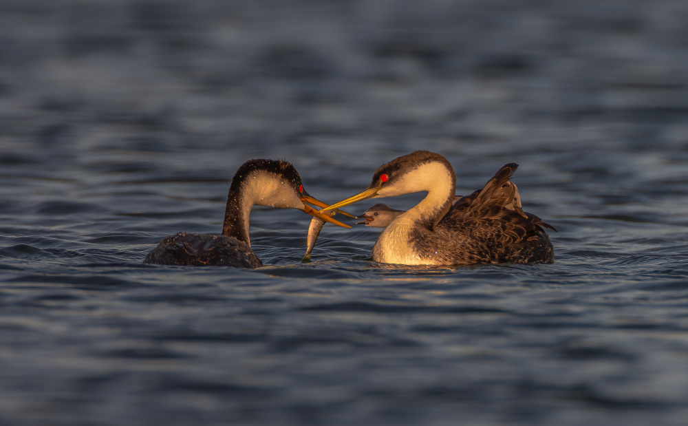 Grebe von Johnson Huang