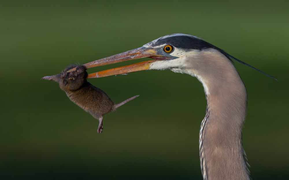 Big Catch von Johnson Huang