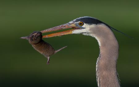 Big Catch