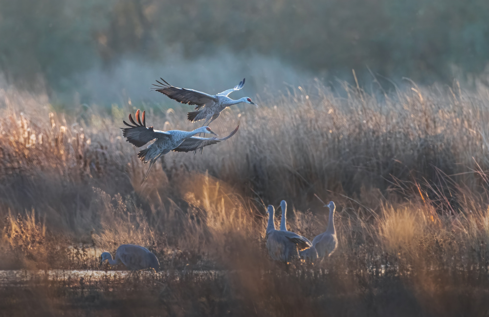 sandhill crane von Johnson Huang