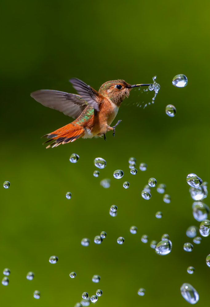 hummingbird von Johnson Huang