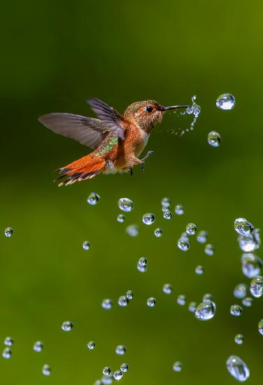 hummingbird