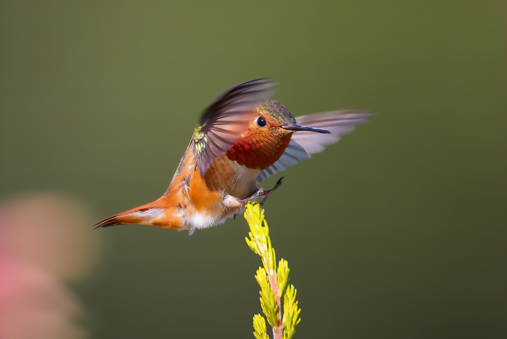 hummingbird von Johnson Huang