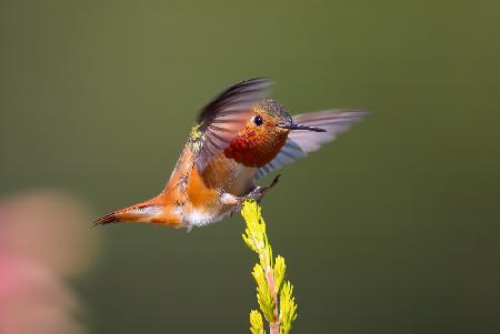 hummingbird