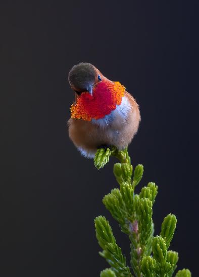 Hummingbird