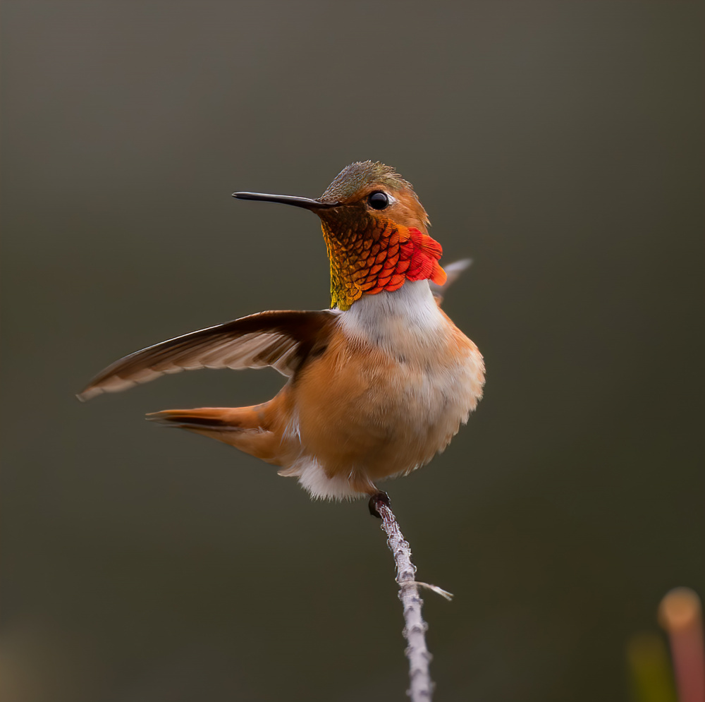 hummingbird von Johnson Huang