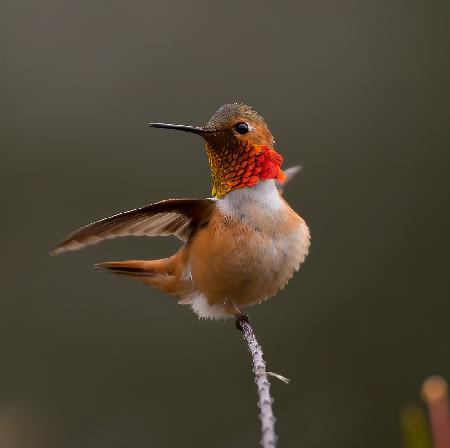 hummingbird