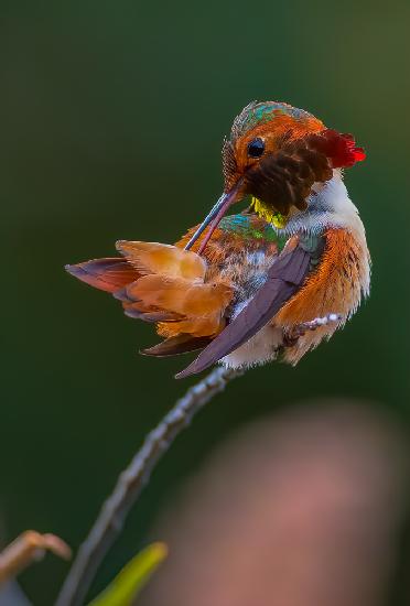 hummingbird