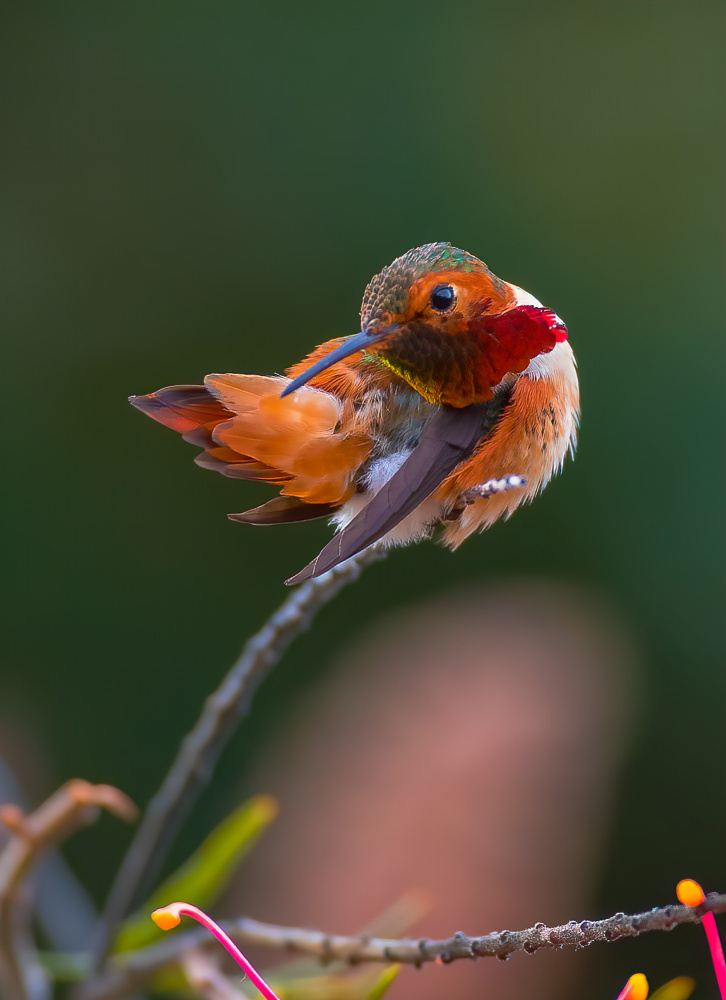 hummingbird von Johnson Huang