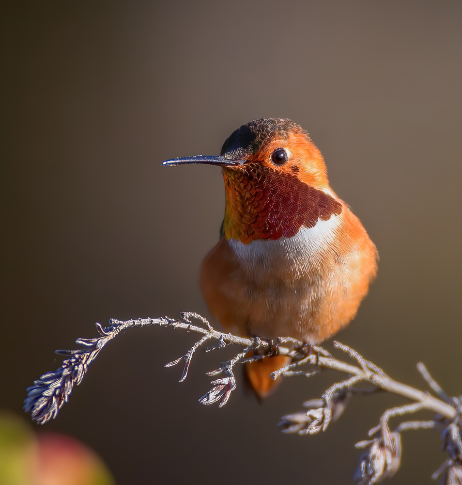 hummingbird von Johnson Huang