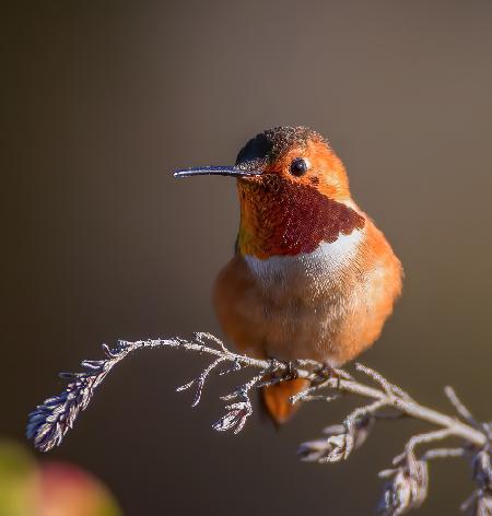 hummingbird