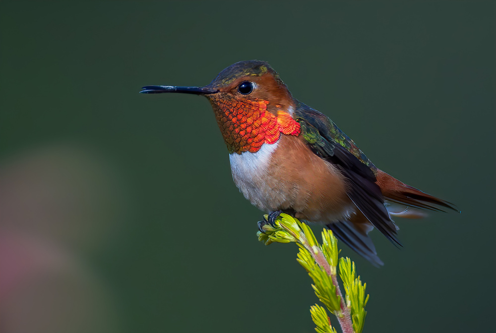 Hummingbird von Johnson Huang