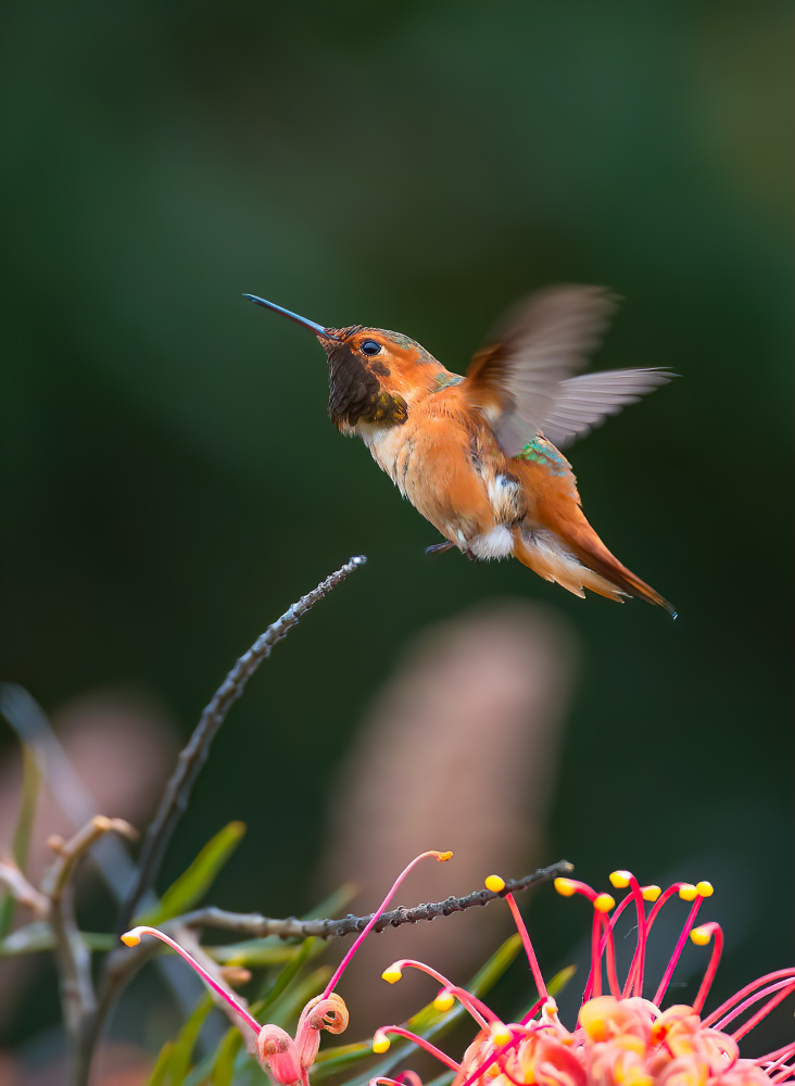 Hummingbird von Johnson Huang