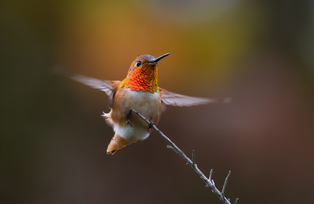 Hummingbird von Johnson Huang