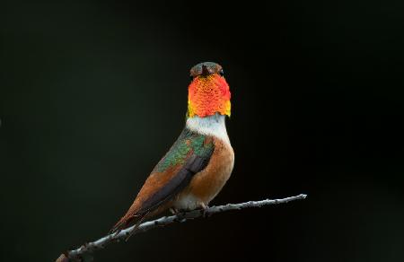 Hummingbird