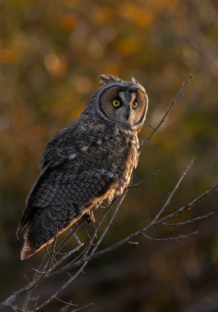 Long Ear Owl von Johnson Huang