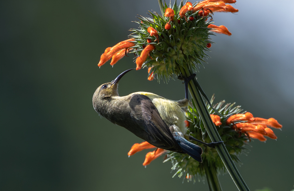 Oliver sunbird von Johnson Huang